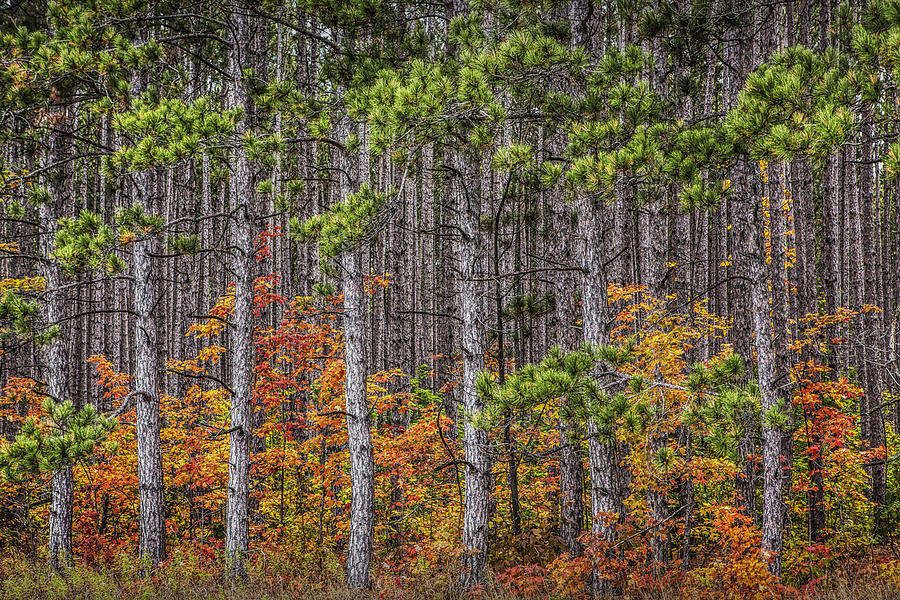 Small Saplings among a Grove of Pine Trees in Autumn Photograph by Randall Nyhof