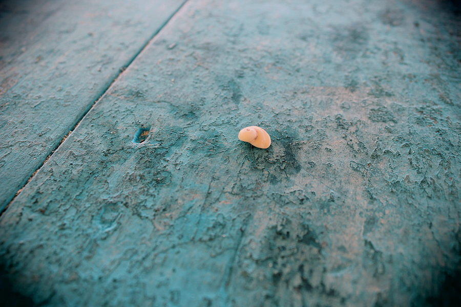 Beach Photograph - Small seashell by Infinite Pixels