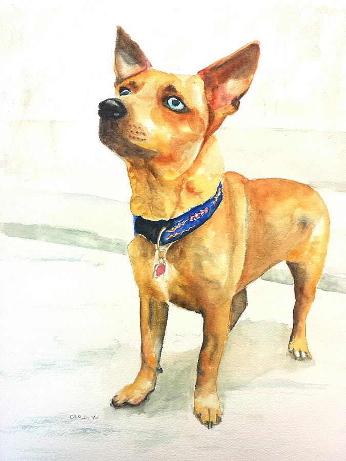 Small short hair brown dog Painting by Carlin Blahnik CarlinArtWatercolor