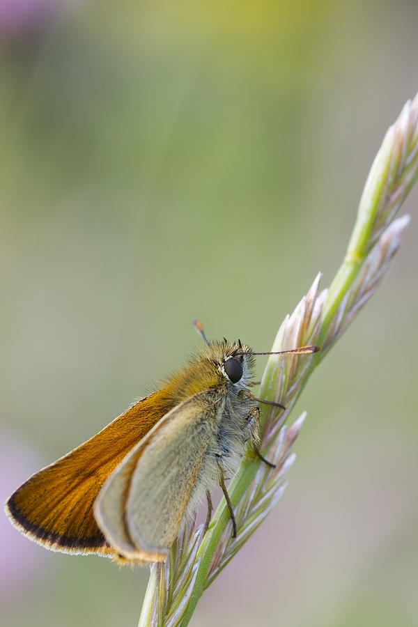 Small Skipper - 2 Photograph by Chris Smith