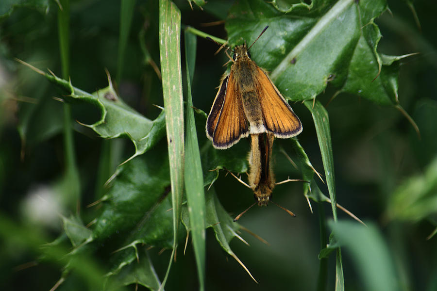 Small Skipper Butterflies Mating Photograph by Adrian Wale