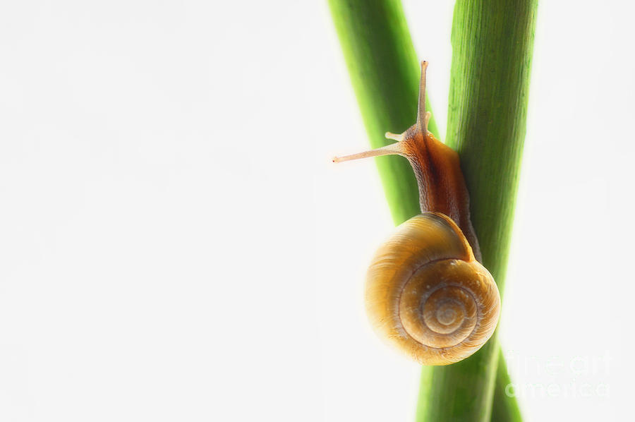 Nature Photograph - Small snail on the way up by Tanja Riedel