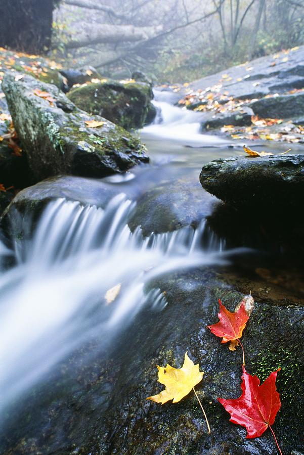 Small Stream in Shenandoah National Park Photograph by Bilderbuch