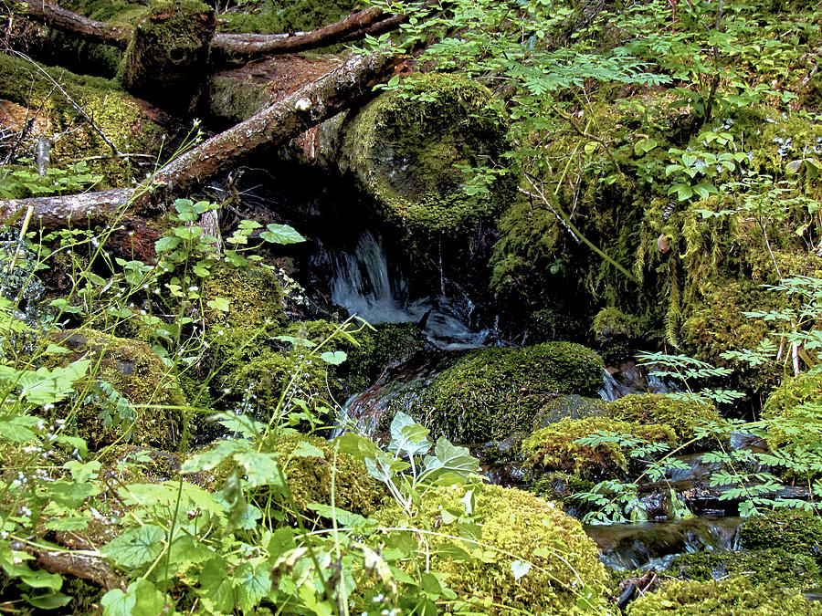 Small Stream in The Rain Forest - Olympic National Park 3 Photograph by ...