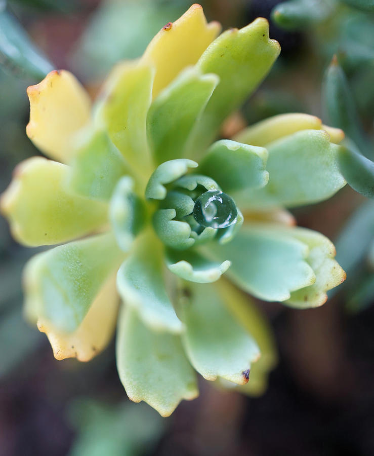 Small succulents holding drop of water Photograph by Lilia S
