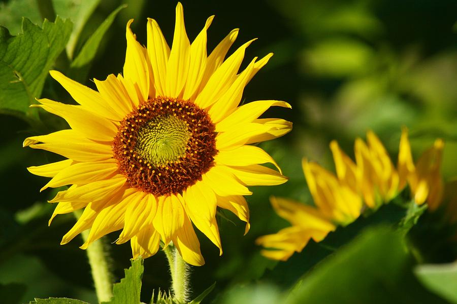 Small Sunflower Basking Photograph by Polly Castor