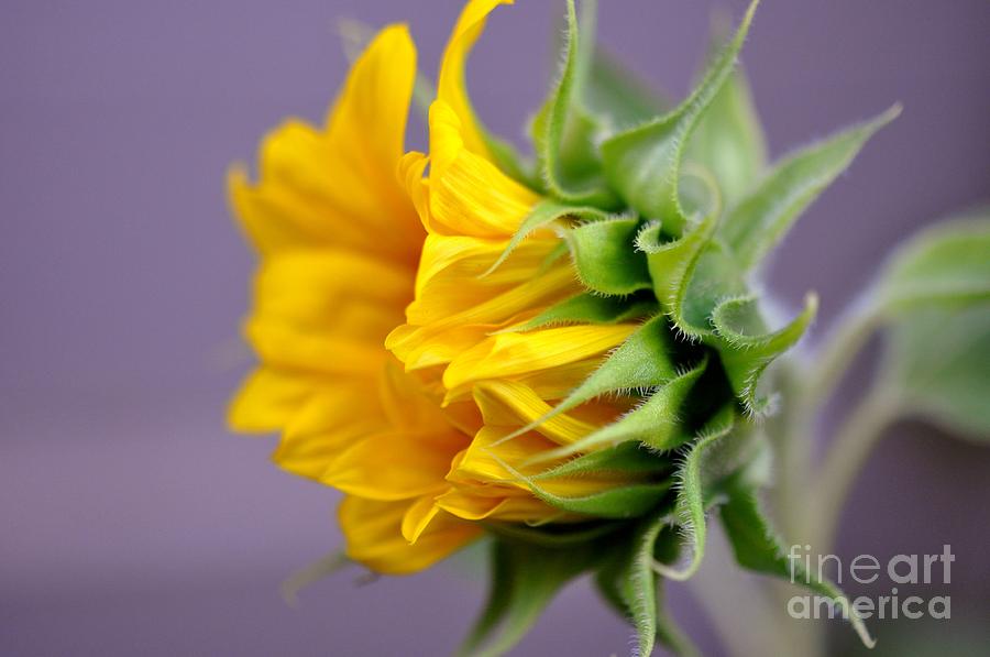 Small Sunflower Photograph - Small Sunflower by Carmen Cuevas de Marquez