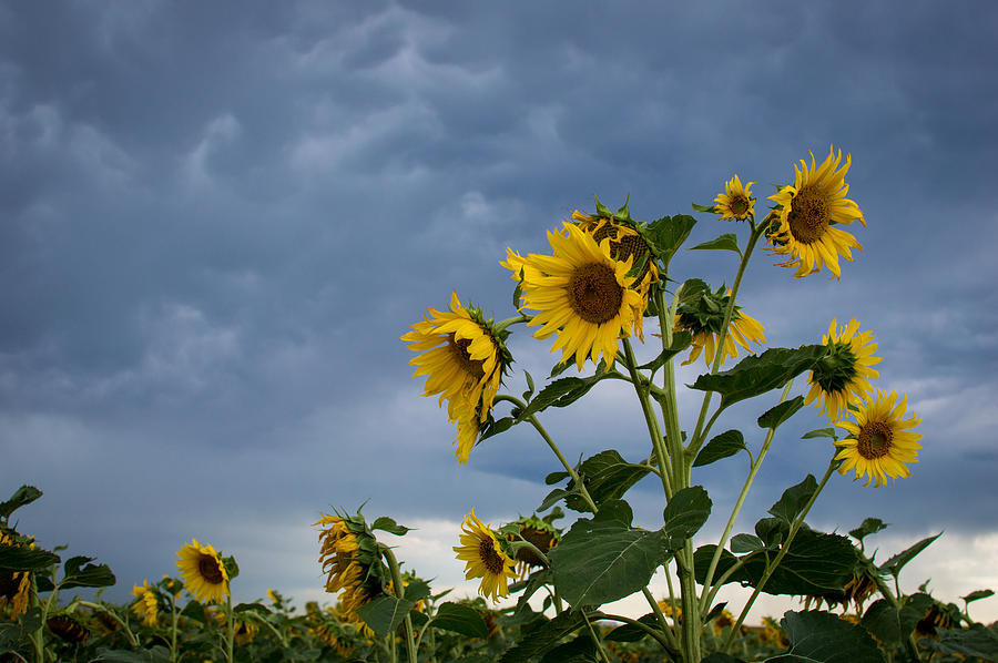 Small Sunflowers Photograph by Stephen Holst