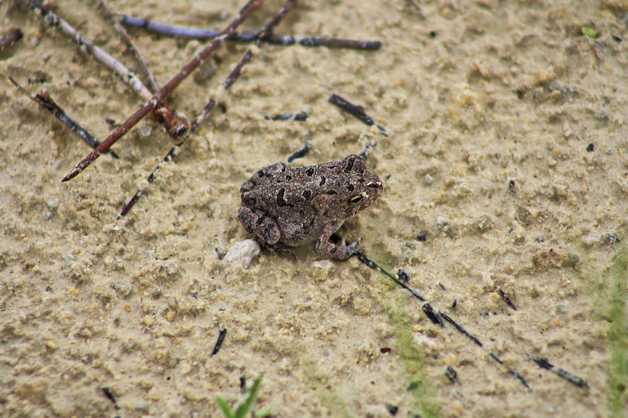 Small Toad Photograph By Selena Lorraine - Fine Art America