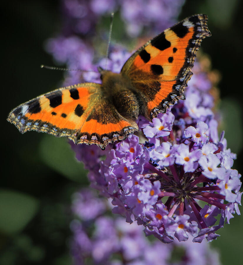 Small Tortoiseshell Butterfly, England Photograph by Venetia Featherstone-Witty