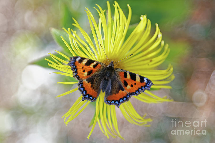 Small Tortoiseshell Moth in Ireland Photograph by Natural Focal Point Photography