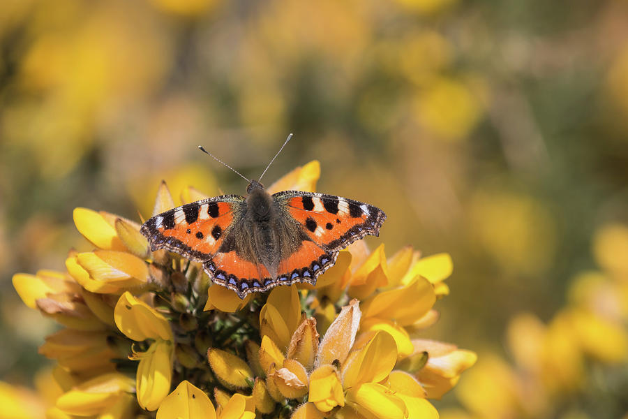 Small Tortoiseshell on gorse Photograph by Wendy Cooper