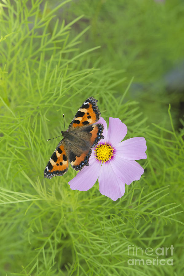 Butterfly Photograph - Small Tortoiseshell  by Tim Gainey