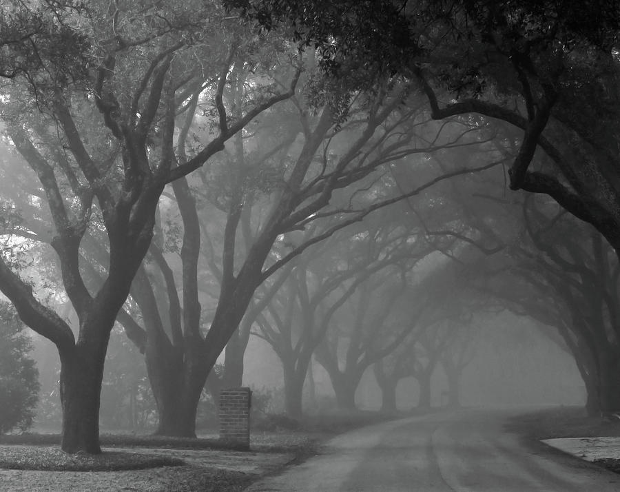 Southern Oaks Foggy Morning Photograph by Deborah Smith