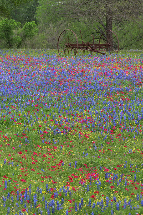 Spring Photograph - Small Town Texas Wildflowers 2 by Rob Greebon