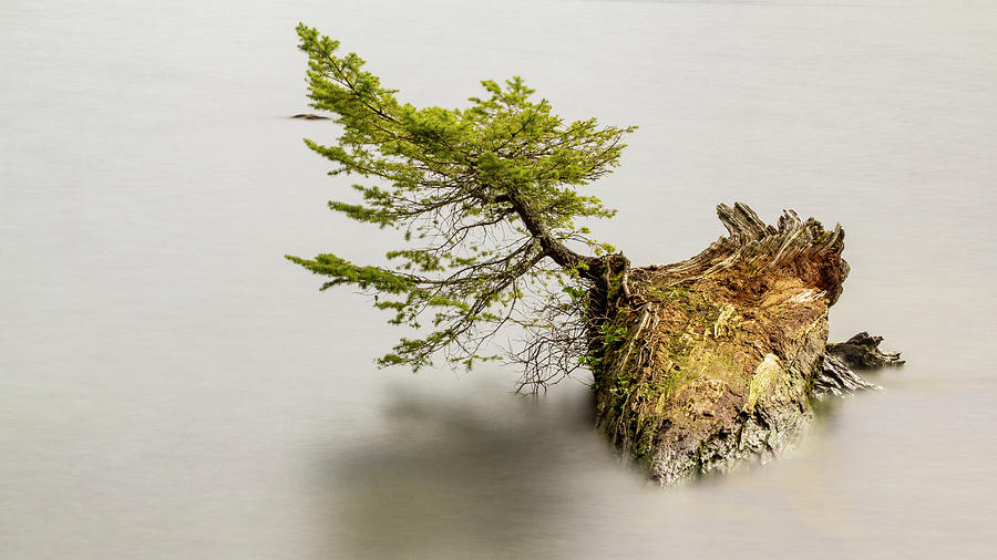 Small Tree On A Stump by Tony Locke Small Tree On A Stump by Tony Locke