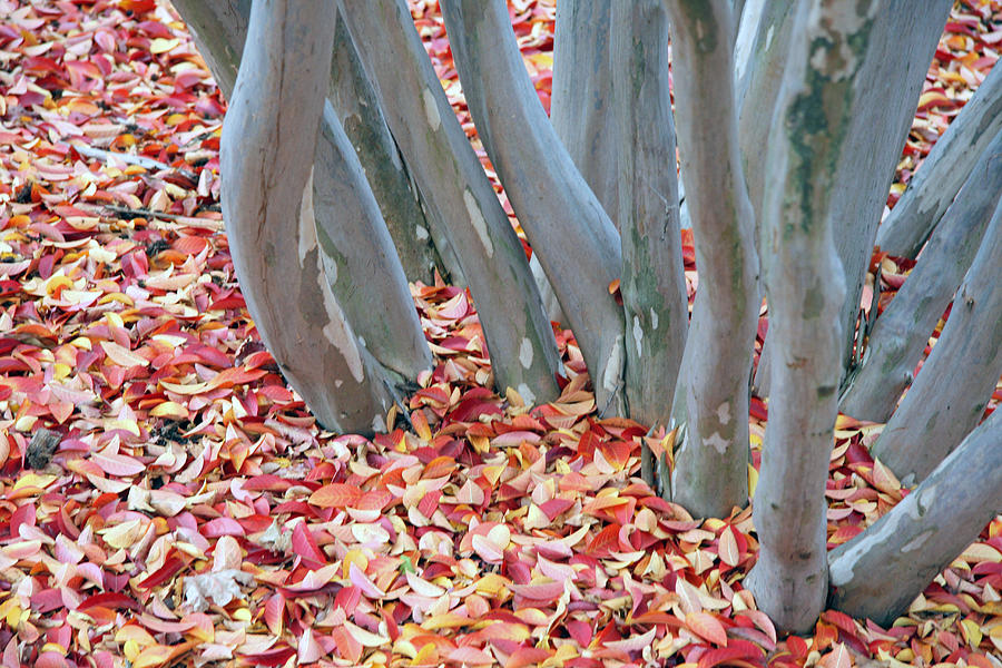 Small Tree Trunks With Small Autumn Leaves Photograph by Cora Wandel