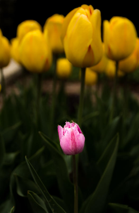 Small Tulip Photograph by Jay Stockhaus