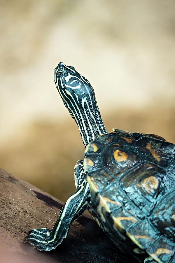 Small Turtle Sun Bathing In Nature Photograph by Alex Grichenko - Fine ...