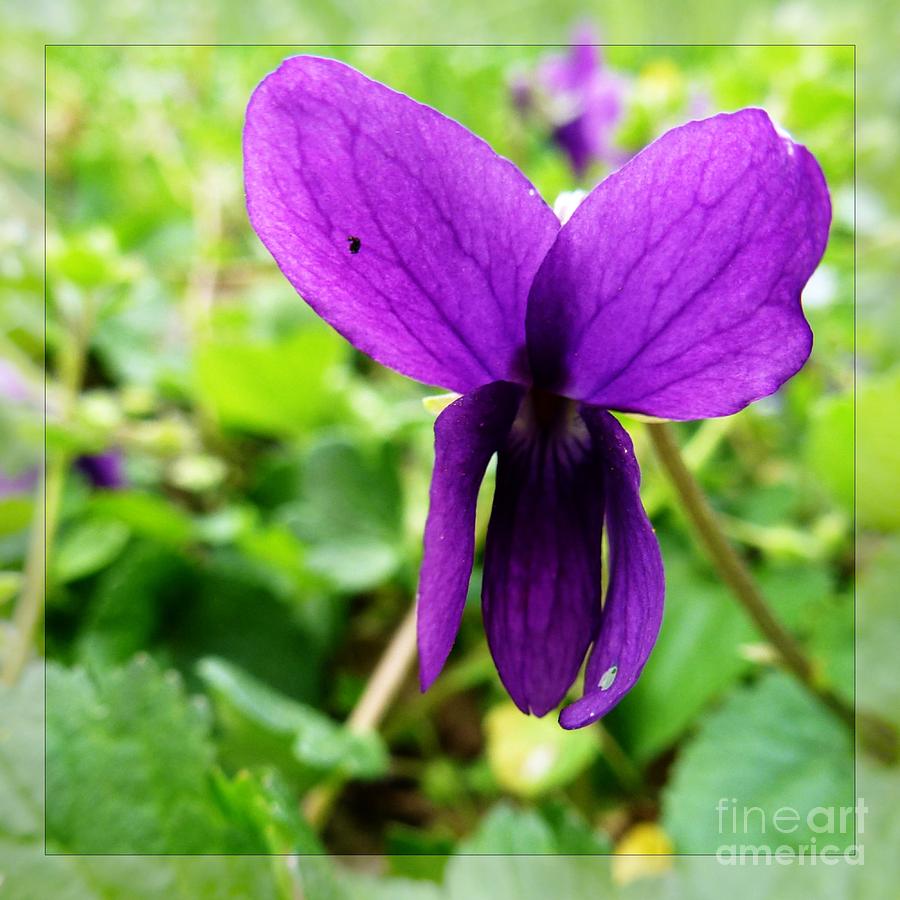 Small Violet Flower Photograph by Jean Bernard Roussilhe