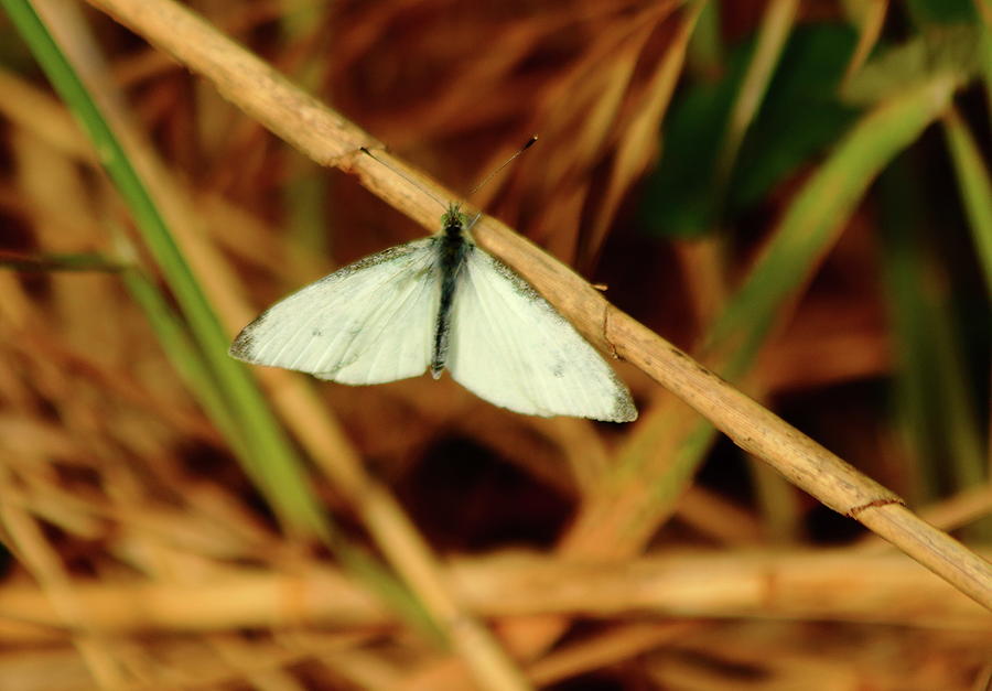 Small White Butterfly Photograph by Jeff Townsend