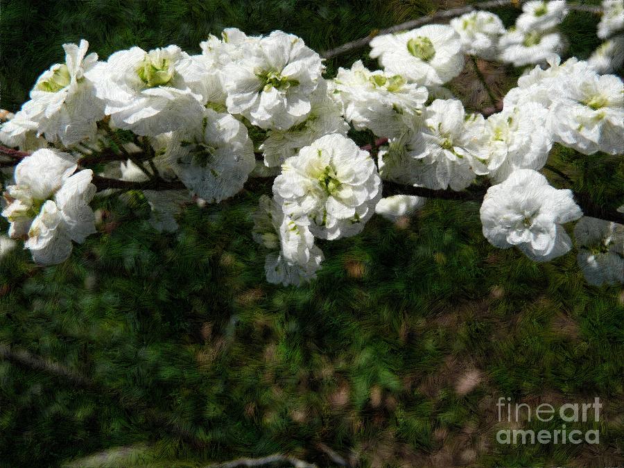 Small white flowers 2 Photograph by Jean Bernard Roussilhe