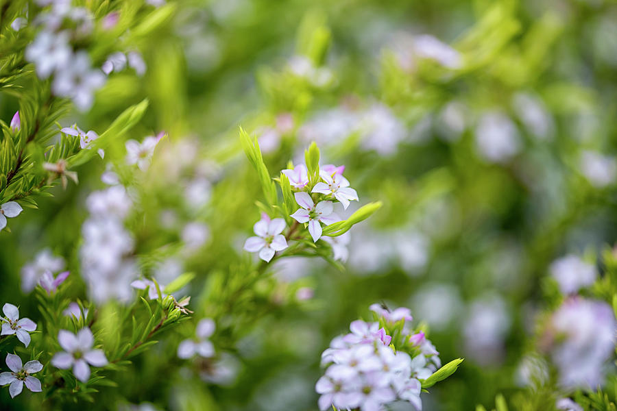 Nature Photograph - Small white flowers by DesignBoard Photography