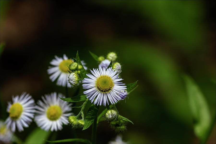 Small White Flowers in a Sea of Green Photograph by Robert Ullmann