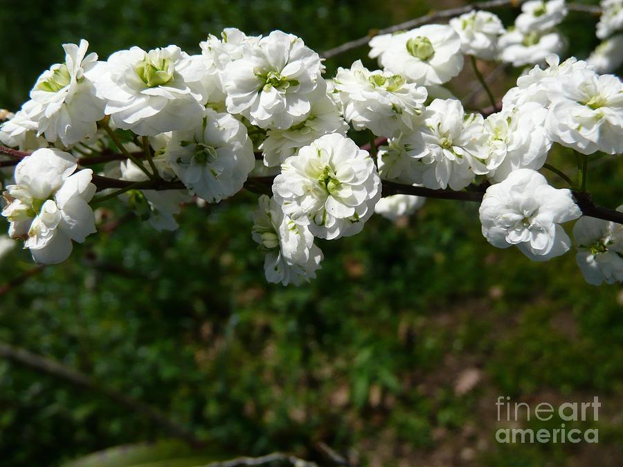 Small white flowers Photograph by Jean Bernard Roussilhe