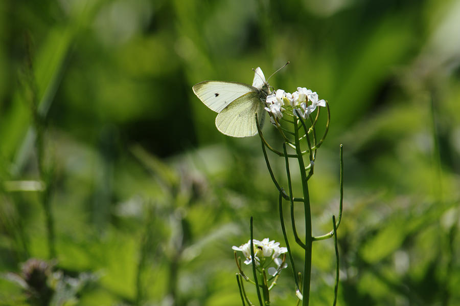 Small White In Scottish Meadow Photograph by Adrian Wale