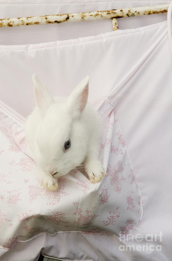 Small White Rabbit In Romantic Setting Photograph
