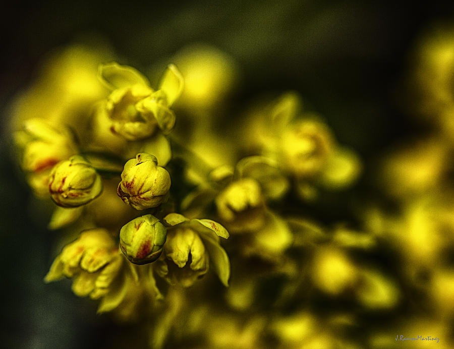 Flower Photograph - Small Yellow Flowers by Ramon Martinez