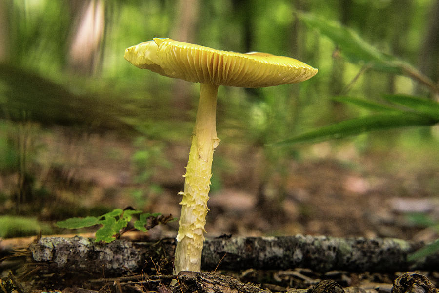 Small Yellow Forest Mushroom Photograph by Douglas Barnett