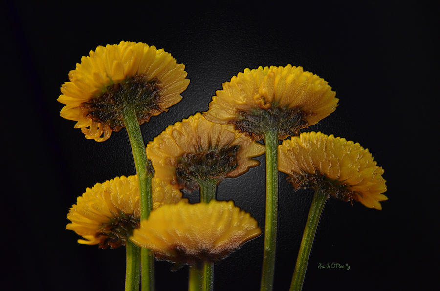 Small Yellow Mums Photograph by Sandi OReilly