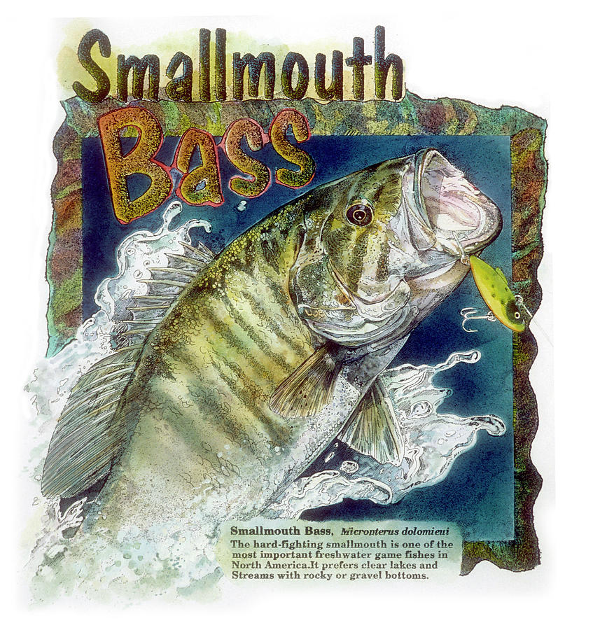 Smallmouth Bass Drawing by John Dyess