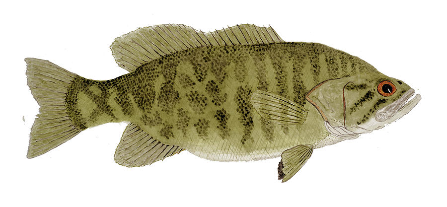 Smallmouth Bass by Thom Glace Smallmouth Bass by Thom Glace