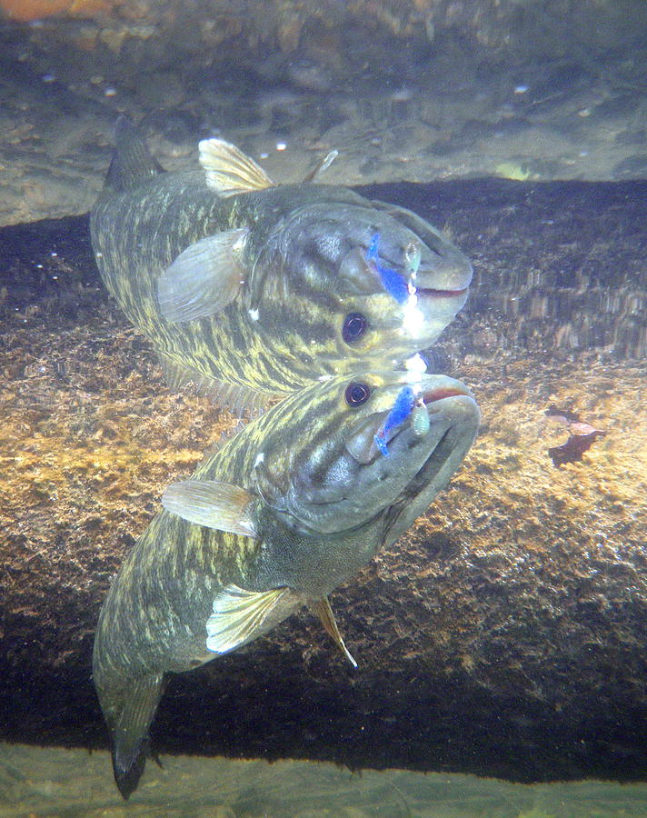 Bass Photograph - Smallmouth Reflections by Ron Kruger