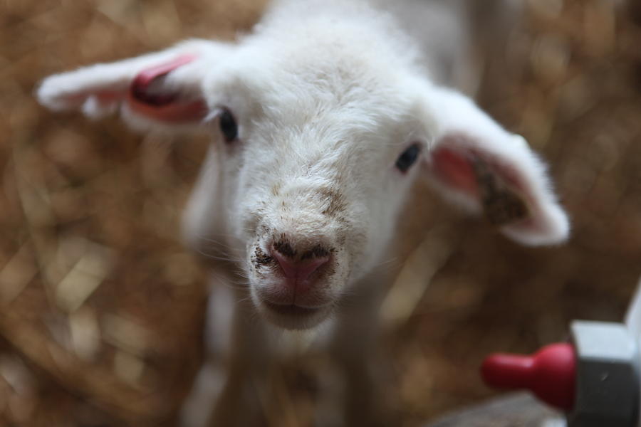 Sheep Photograph - Smalls by Amanda St Germain
