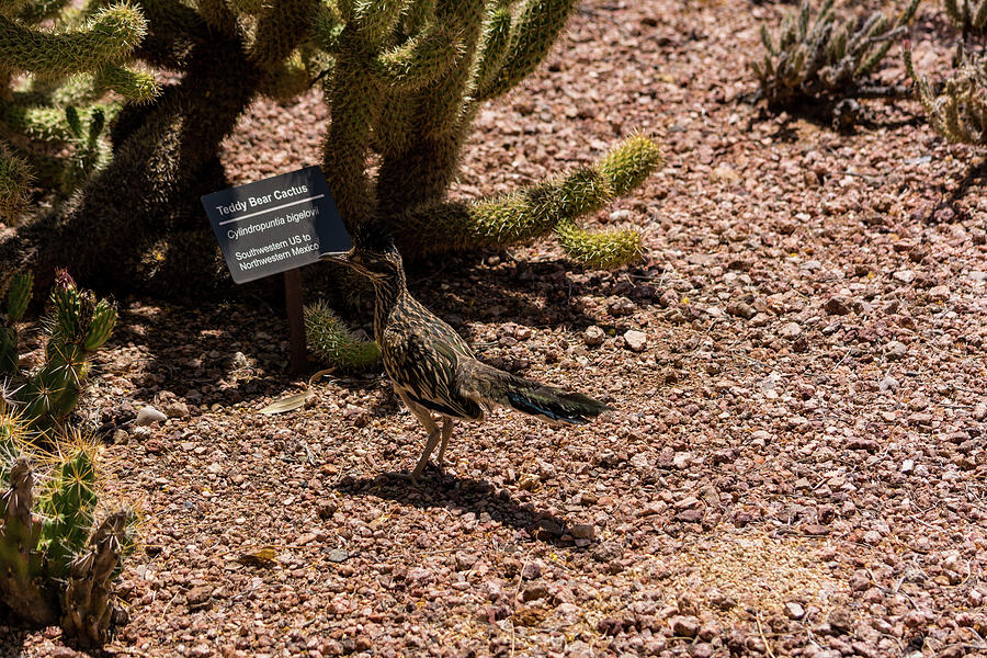 Smart Roadrunner Photograph by Douglas Killourie