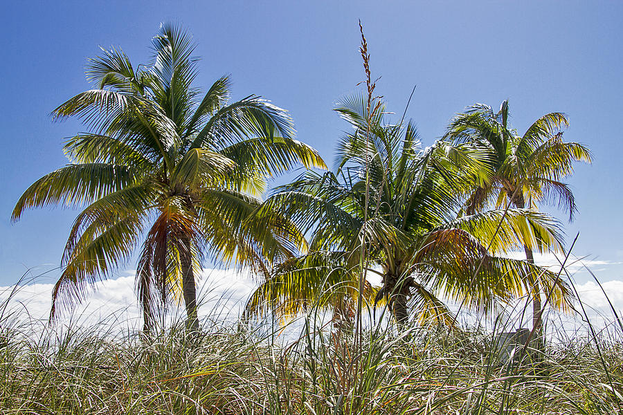 Smathers Palms in Key West Photograph by Bob Slitzan