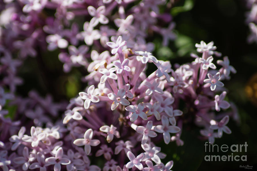 Smell That Lilac Photograph by Jennifer White