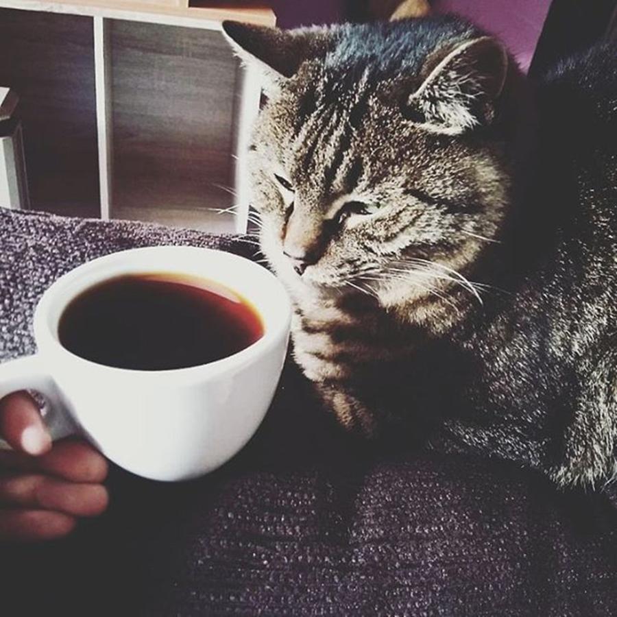 Coffee Photograph - Smell The Coffee, 😤🐱
love Your by Joel Garcia