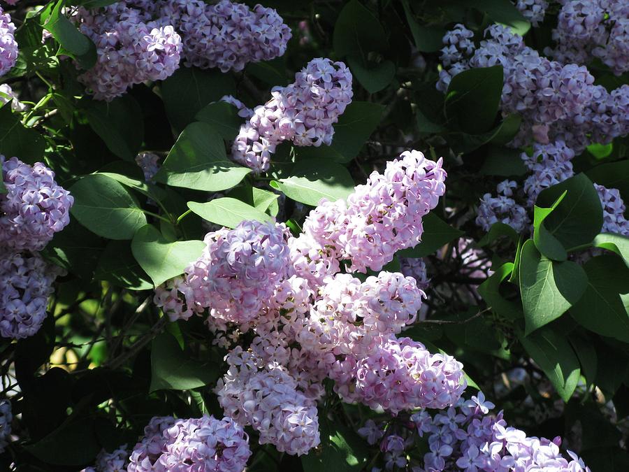 Smell the Lilacs Photograph by Joyce Kimble Smith