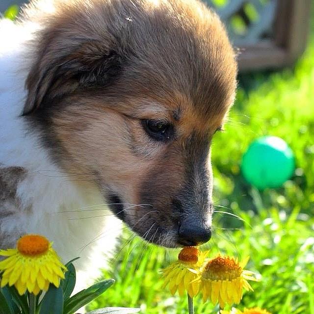 Nature Photograph - Smelling The Flowers 🐶🌻#puppy by Clarese Greig