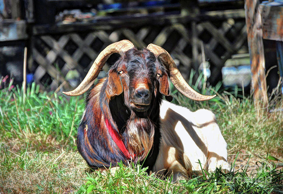  Smelly old Goat Photograph by Savannah Gibbs