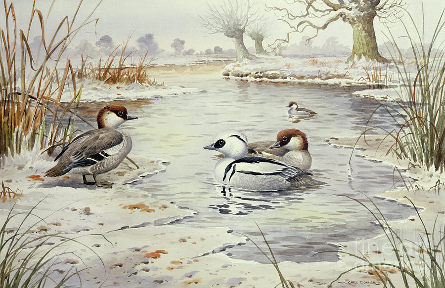 Duck Painting - Smew by Carl Donner