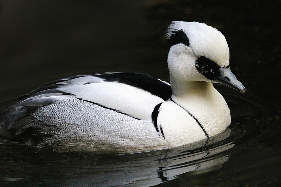 Smew Photograph by Living Color Photography Lorraine Lynch