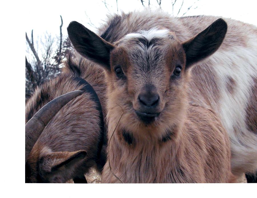 Goat Photograph - Smile by Elaine Plasse