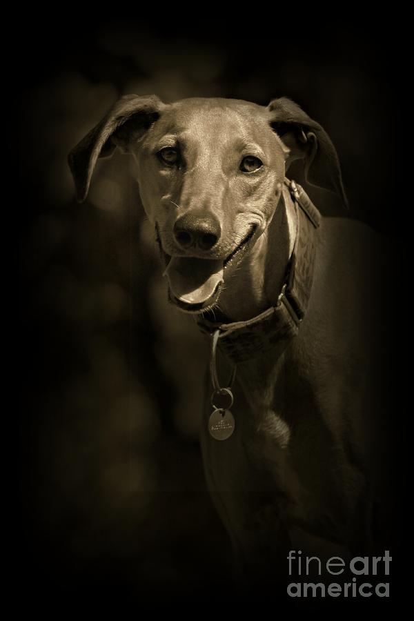 Dog Photograph - Smile Everyday by Clare Bevan