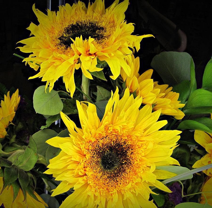 Smile for Sunflowers Photograph by Pam Utton - Fine Art America